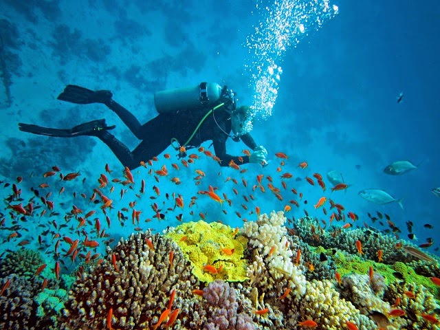 Scuba Diving